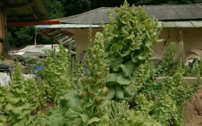 A House with Two Yards