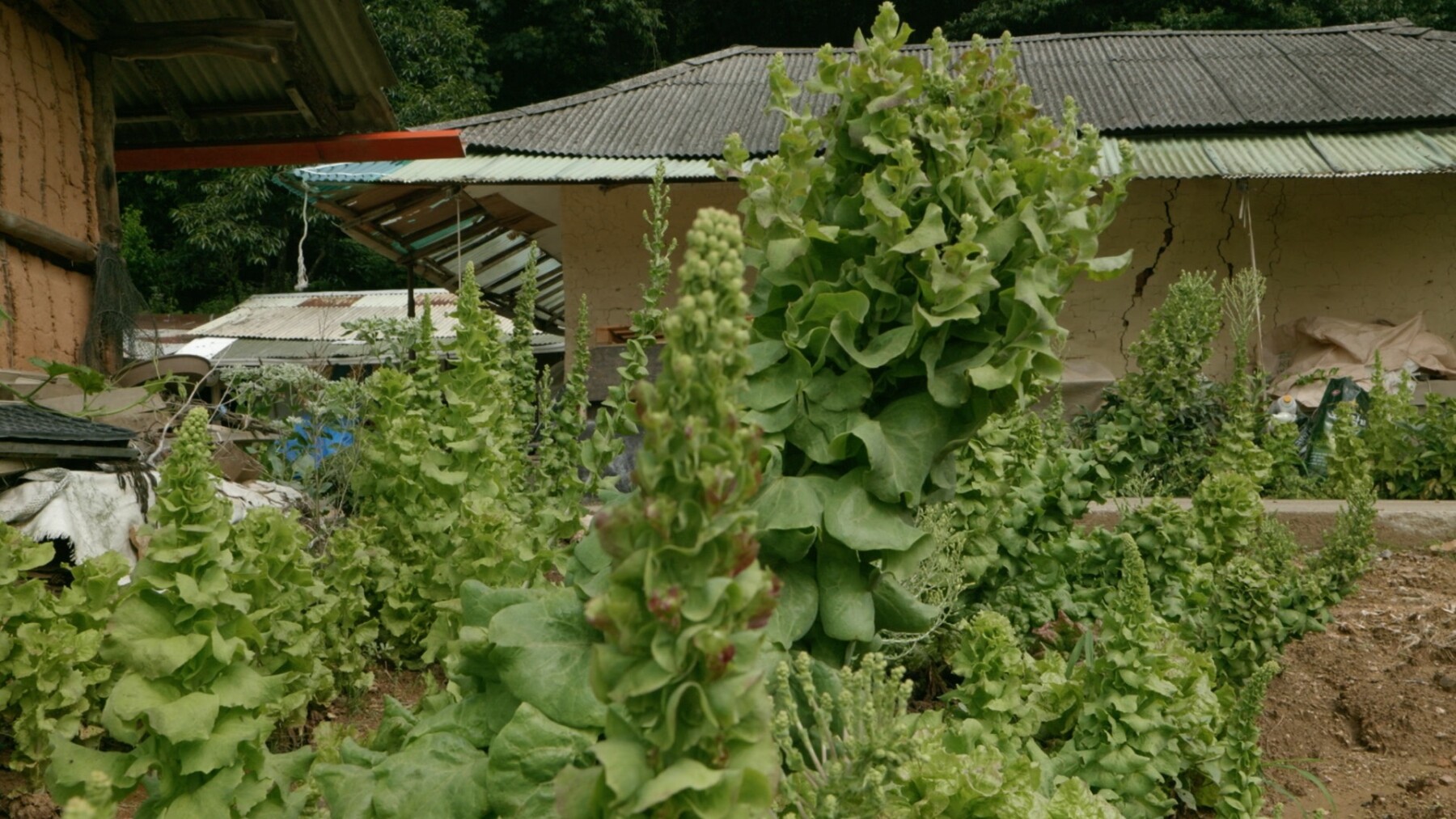 A House with Two Yards