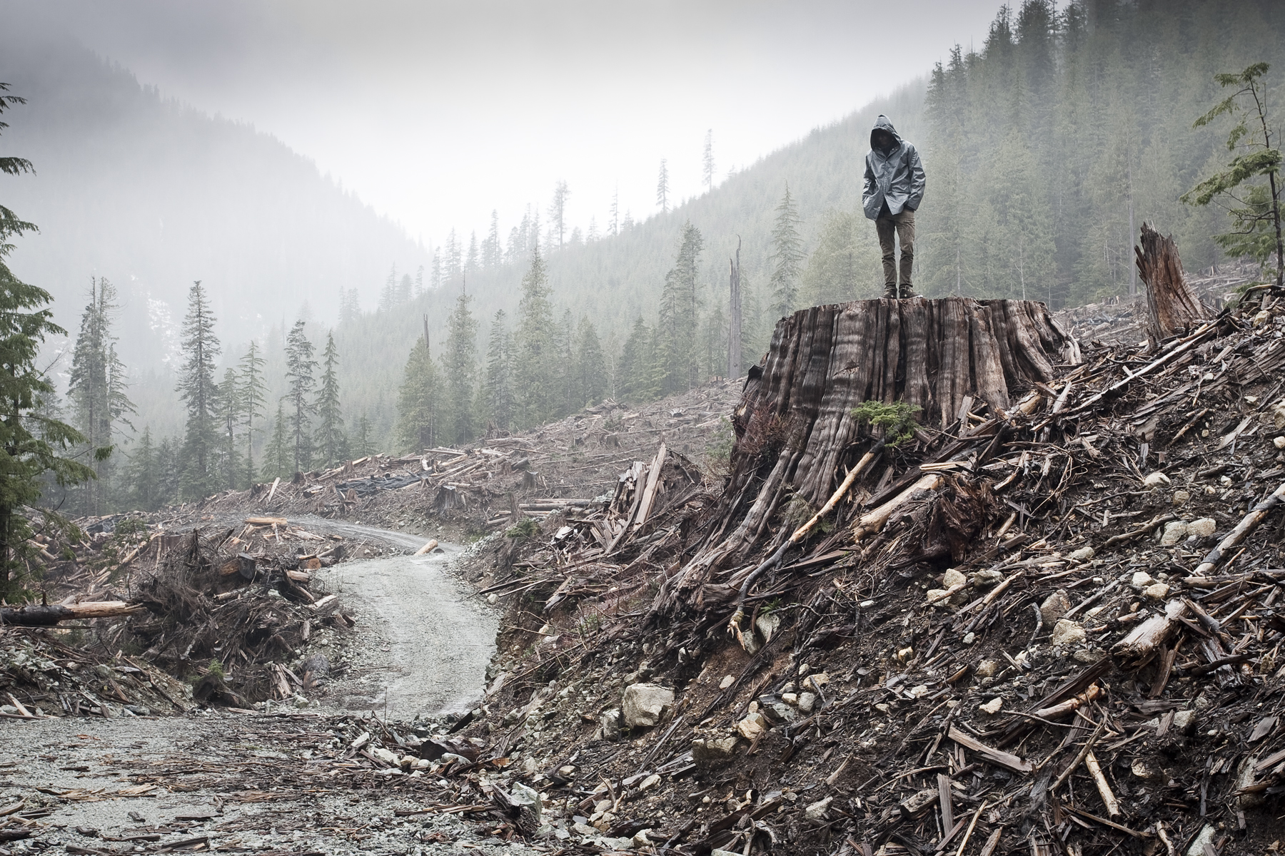If A Tree Falls A Story of the Earth Liberation Front_still.jpg