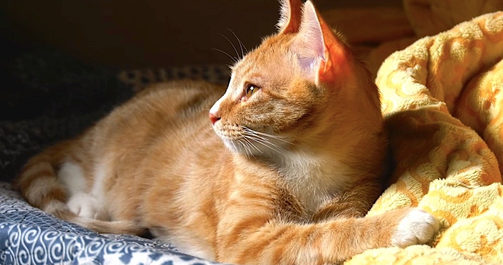 고양이 집사 스틸컷 3