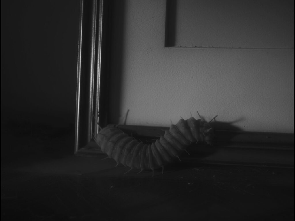 벌레